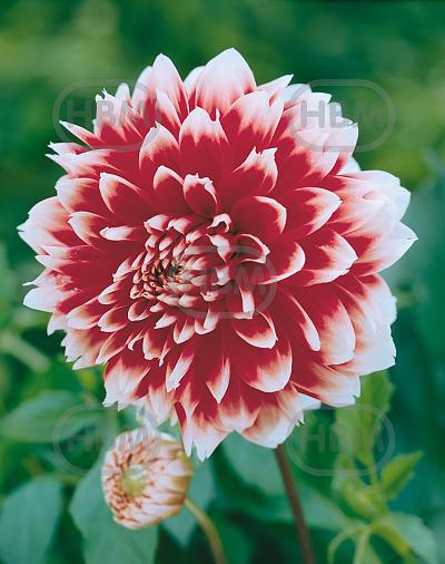 Fimbriated  Red and White Fubuki