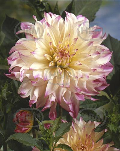Decoratieve Ferncliff Illusion