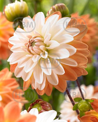 Decoratieve Coupe De Soleil