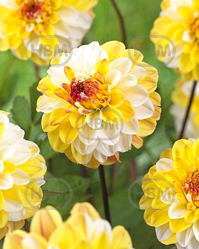 Decoratieve Double Jill