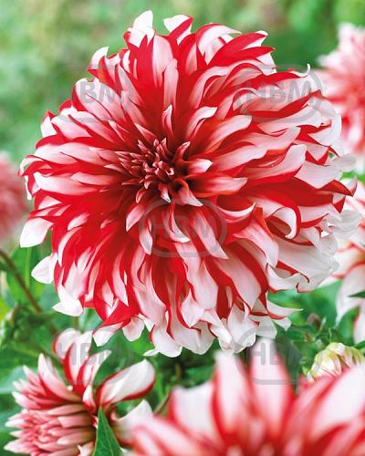 Decoratieve Penny Lane