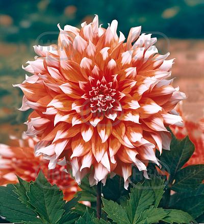 Decoratieve Holland Festival