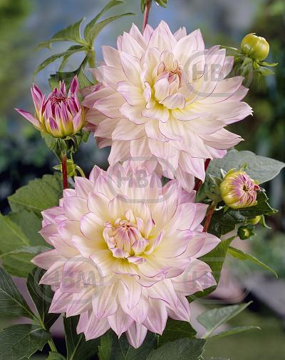 Decoratieve Crazy Love