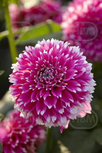 Decoratieve Fuzzy Wuzzy
