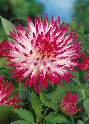 Cactus Dutch Explosion