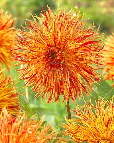 Fimbriated  Rejmans Firecracker