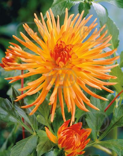Cactus Gold Crown