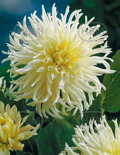 Cactus White Star