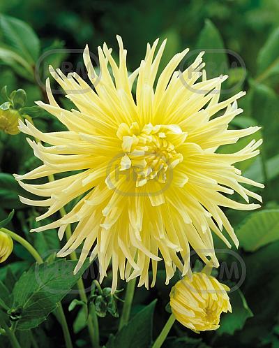 Semi-Cactus Yellow Star