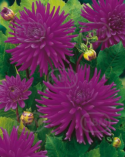 Cactus Purple Gem