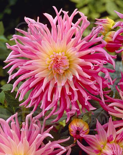 Cactus Stars Favourite