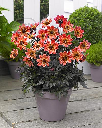 Single flowering Happy Days Red Flame