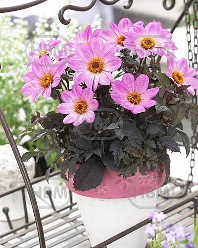 Single flowering Happy Days Pink