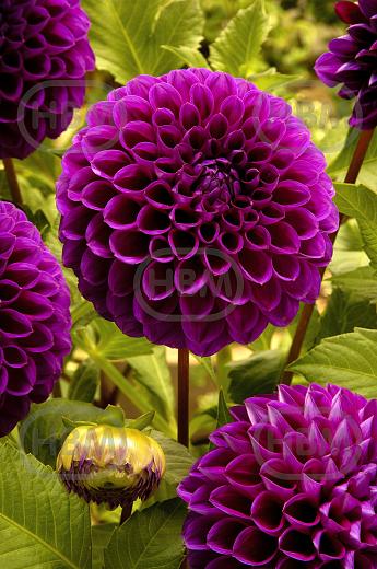 Ball  Boom Boom Purple