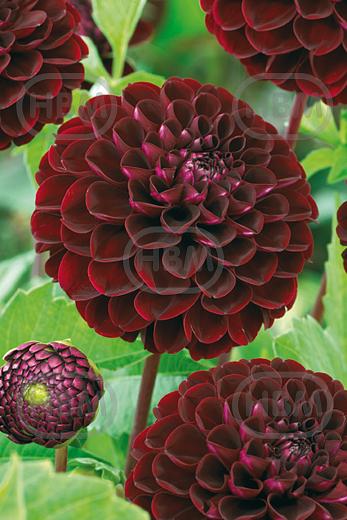 Decoratieve Dark Spirit