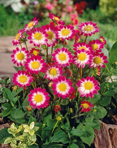 Topmix Sweetheart