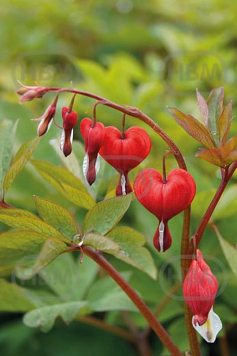 Spectabilis  Valentine