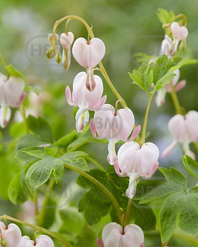 Spectabilis Cupid