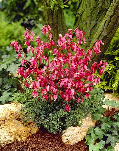 Formosa Luxuriant