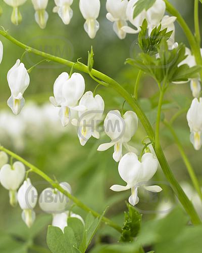 Spectabilis Alba