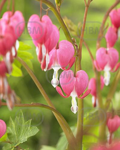 Spectabilis