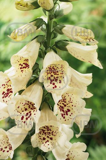 purpurea  Camelot Cream