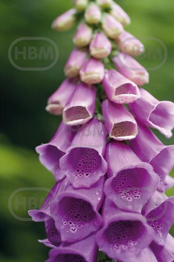 purpurea  Camelot Lavender