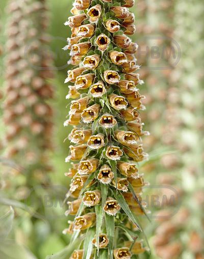 parviflora  Milk Chocolata