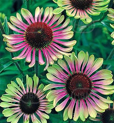 Purpurea Green Twister
