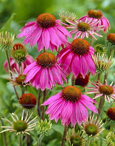 Purpurea