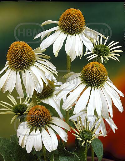 Purpurea Alba