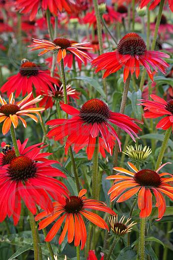 Purpurea Red