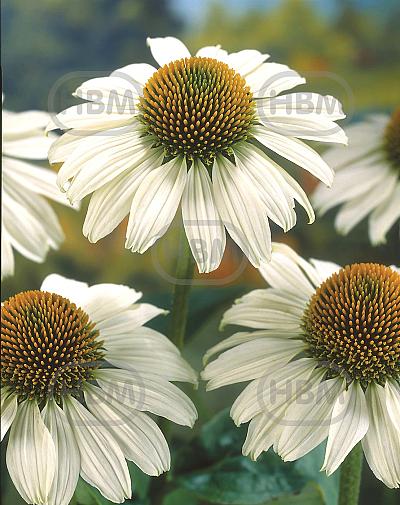 Purpurea White Swan