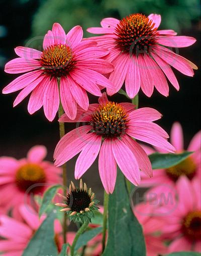 Purpurea Magnus