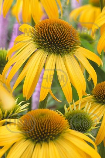 Purpurea Yellow