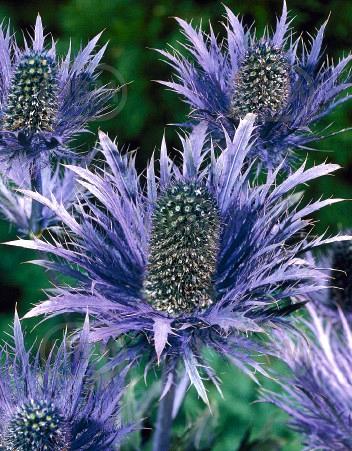 alpinum  Blue Star