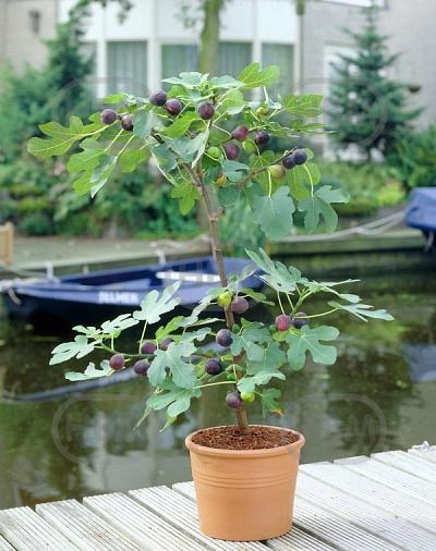 Carica Fig