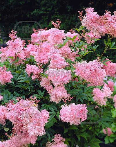 rubra  Venusta