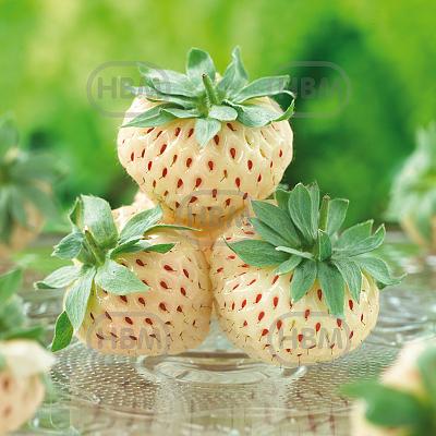 X Ananassa Pineberry