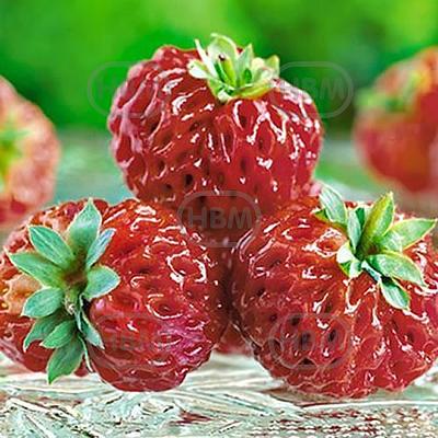 X Ananassa Framberry