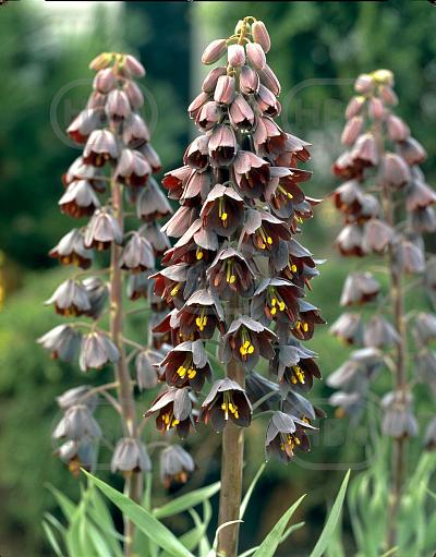 Persica