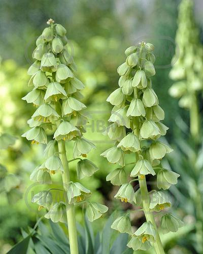 Persica Ivory Bells