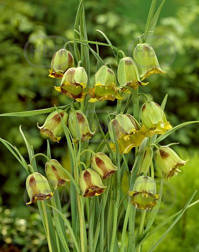 Species Acmopetala