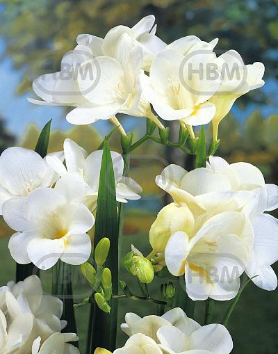 Double White