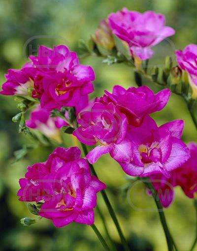 Double Pink