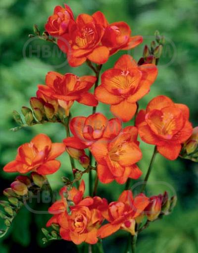 Double Orange