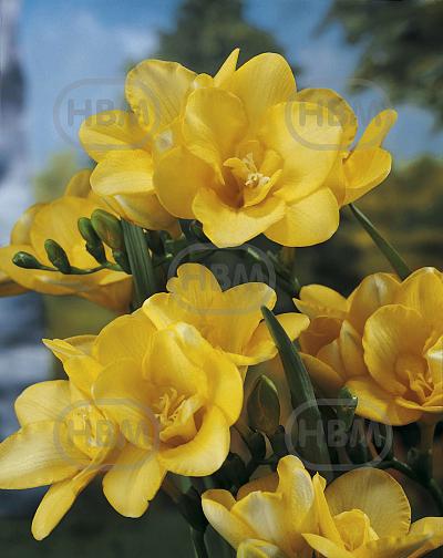 Double Yellow