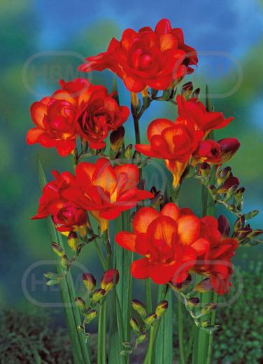 Double Red