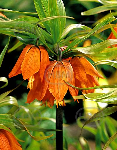 Imperialis Aurora