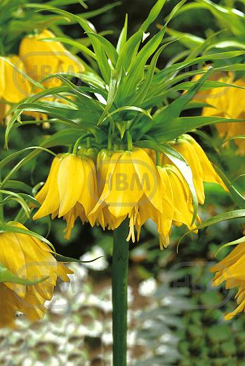 Imperialis Lutea